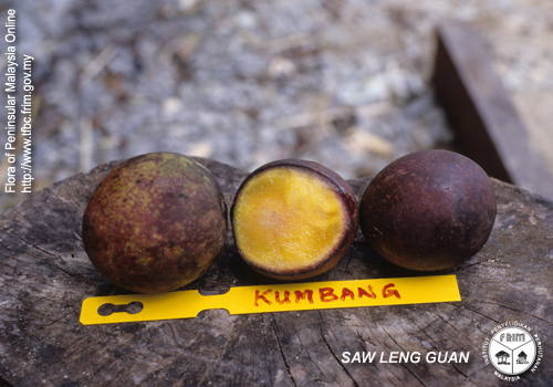 معرفی و راهنمای پرورش درختان میوه - انبه (منگیفرا کوادریفیدا)